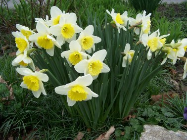 Daffodills